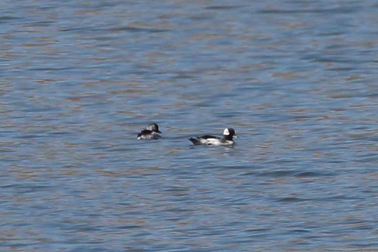 Bufflehead - ML623891700