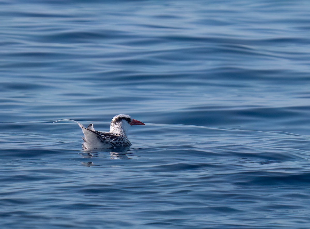 Red-billed Tropicbird - ML623891711