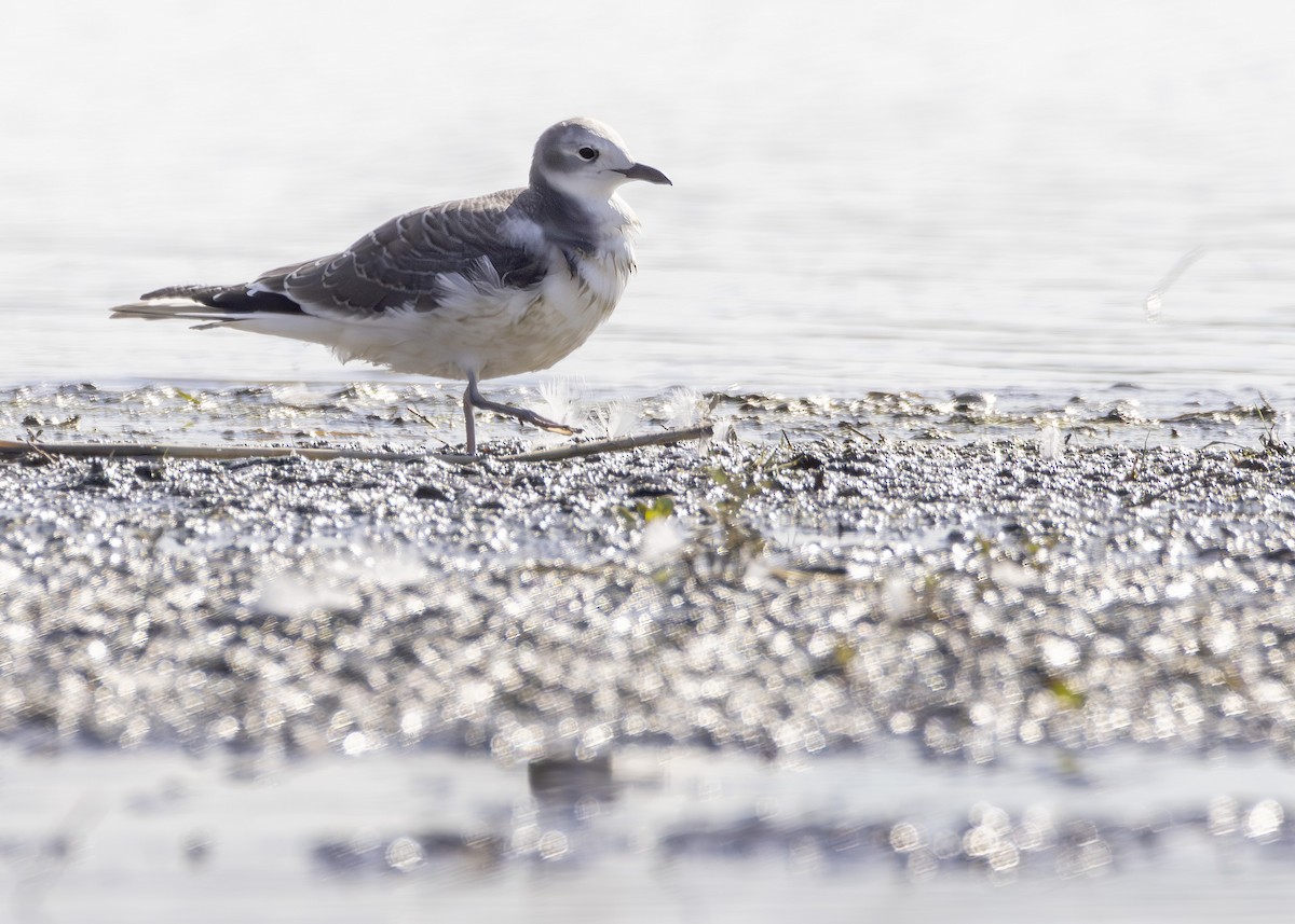 Sabine's Gull - ML623891716