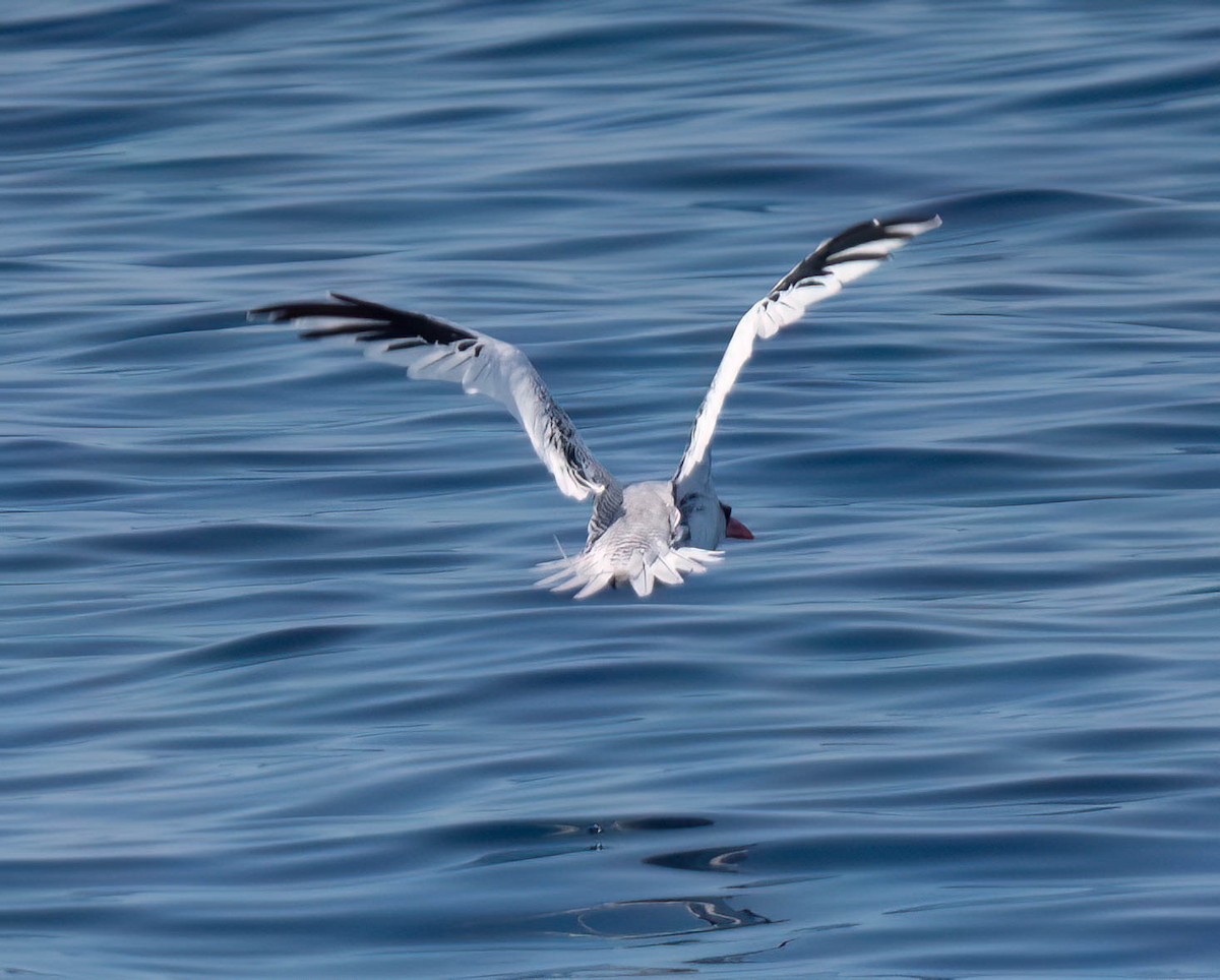 Red-billed Tropicbird - ML623891718