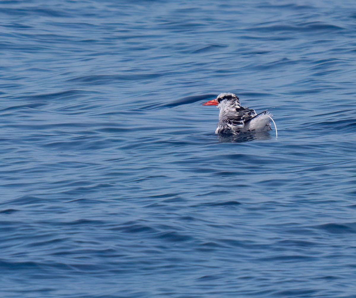 Red-billed Tropicbird - ML623891721