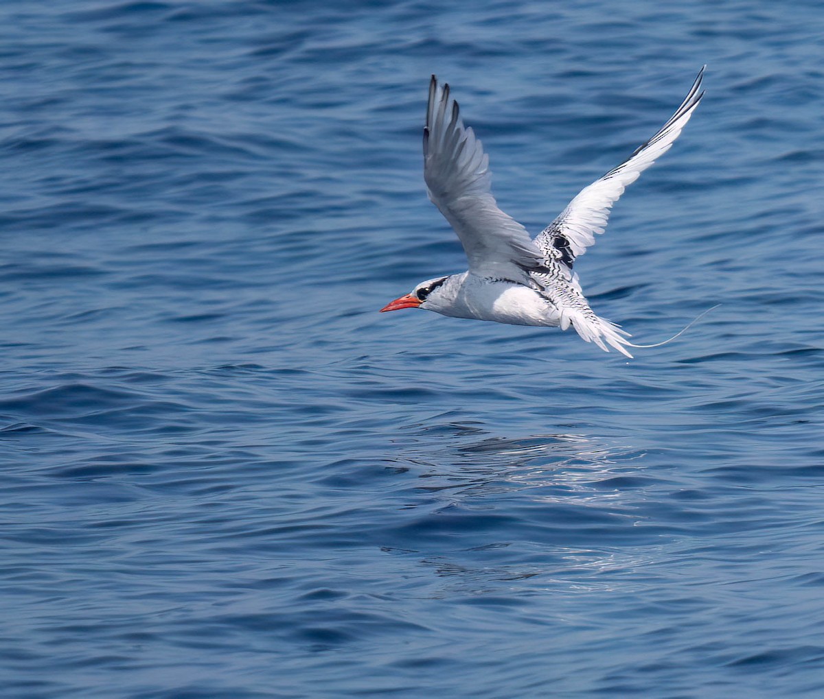 Red-billed Tropicbird - ML623891766