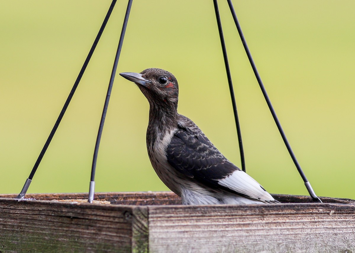 Red-headed Woodpecker - ML623891768