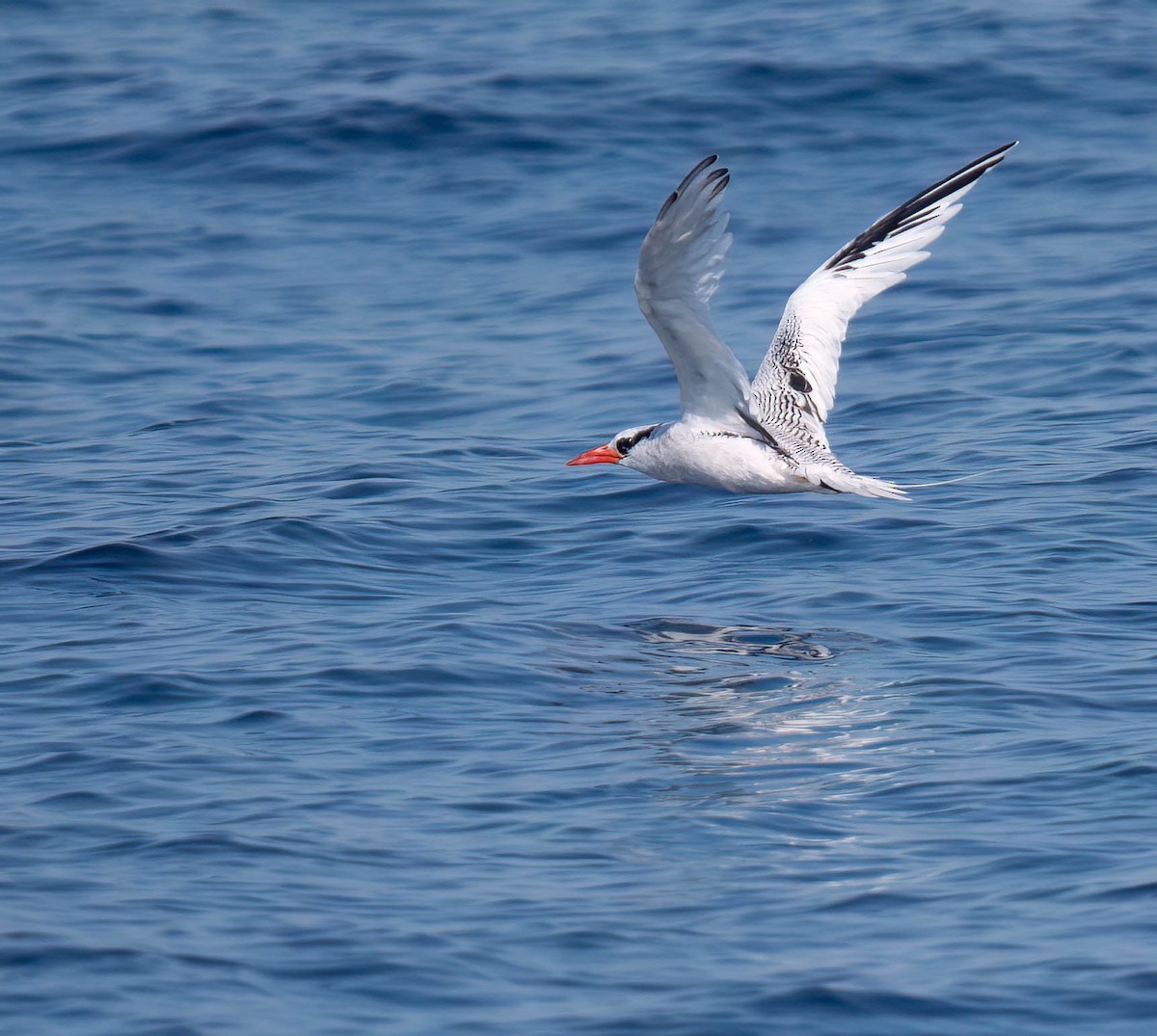 Red-billed Tropicbird - ML623891769