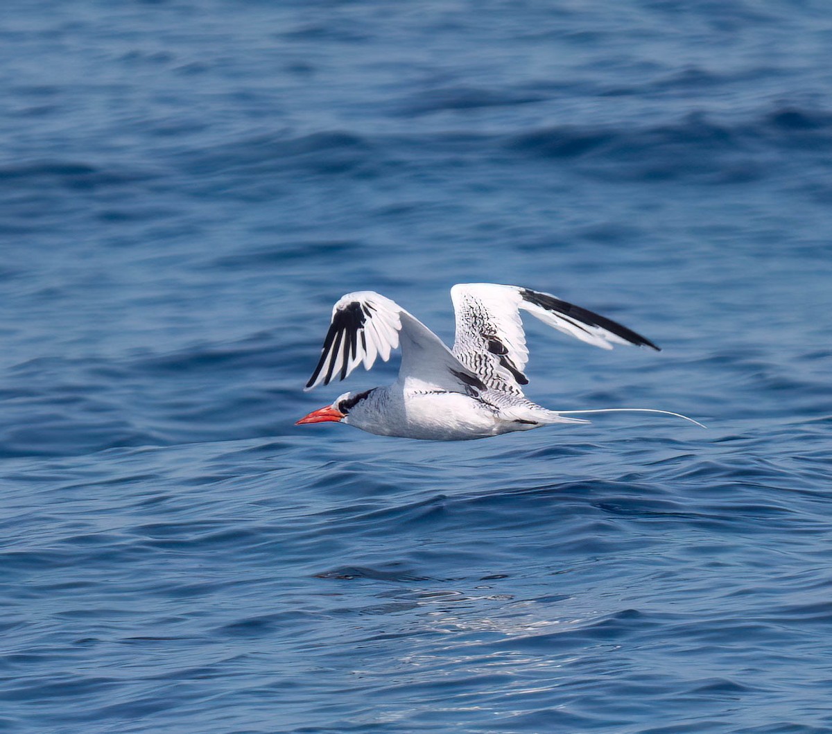 Red-billed Tropicbird - ML623891772