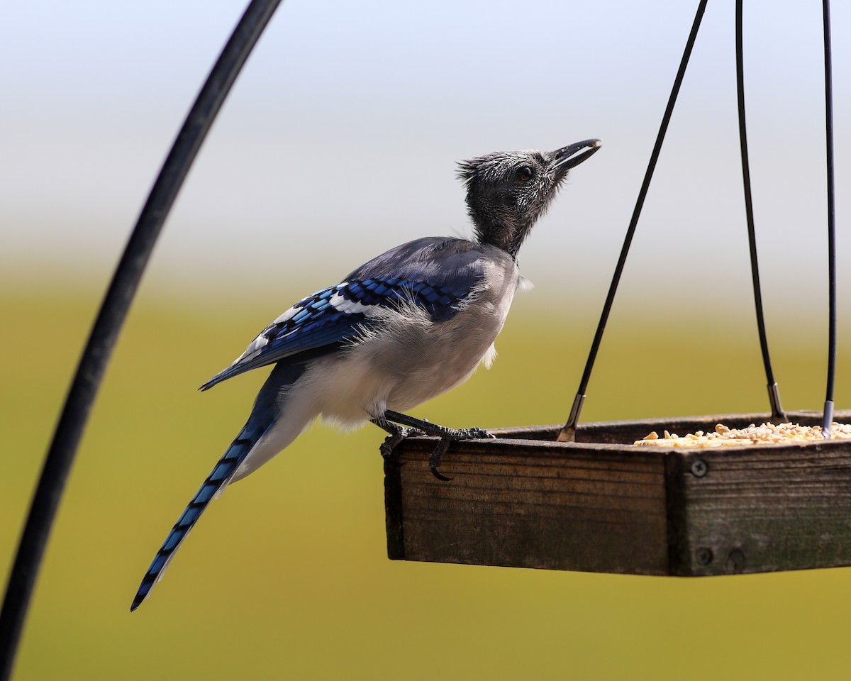 Blue Jay - ML623891777