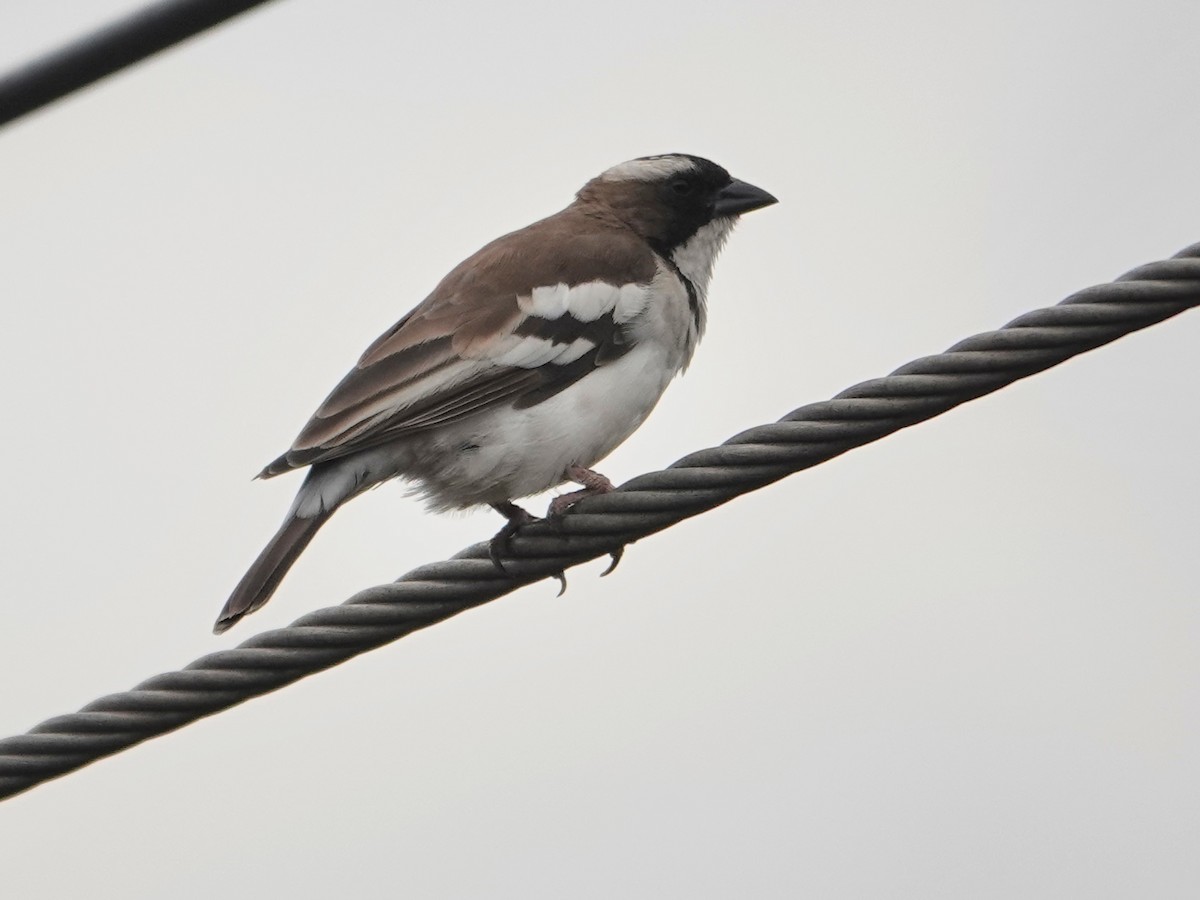 White-browed Sparrow-Weaver - ML623891791