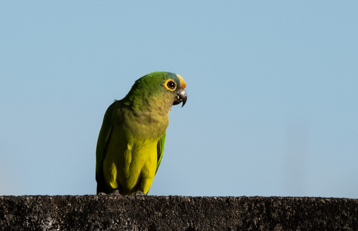 Peach-fronted Parakeet - ML623891792