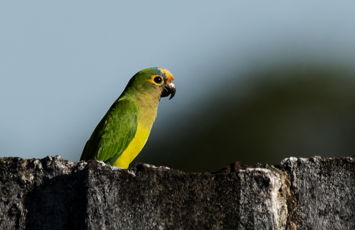 Peach-fronted Parakeet - ML623891793