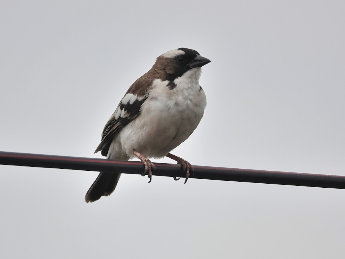 White-browed Sparrow-Weaver - ML623891804