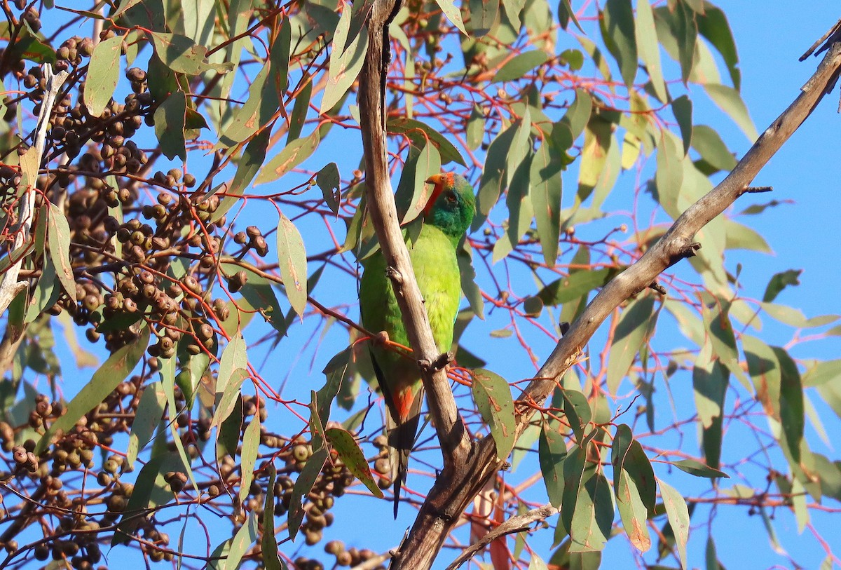 Swift Parrot - ML623891875