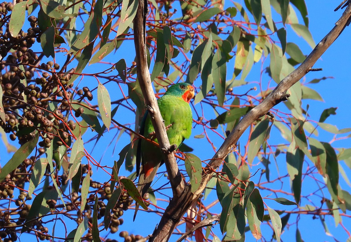 Swift Parrot - ML623891876