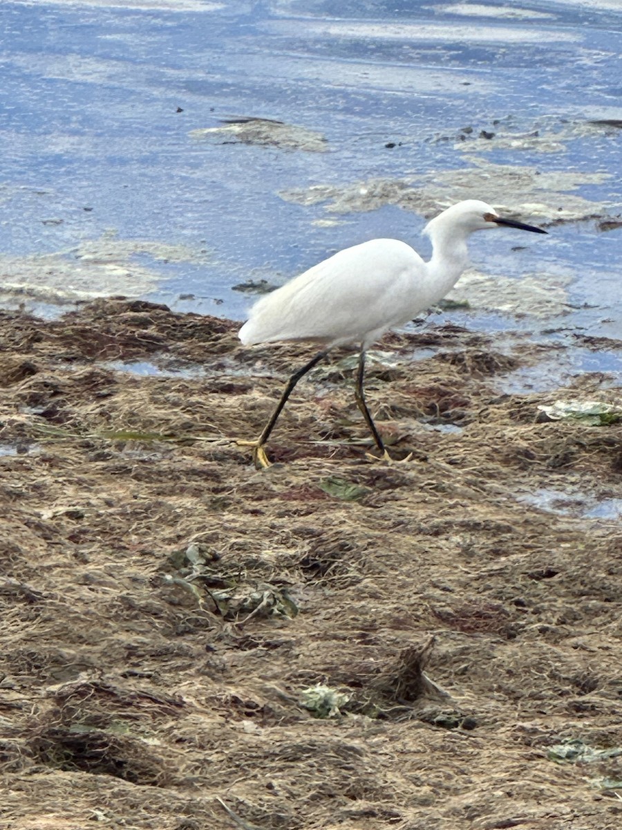 Aigrette neigeuse - ML623891884