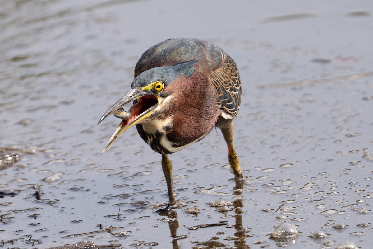 Green Heron - ML623891885