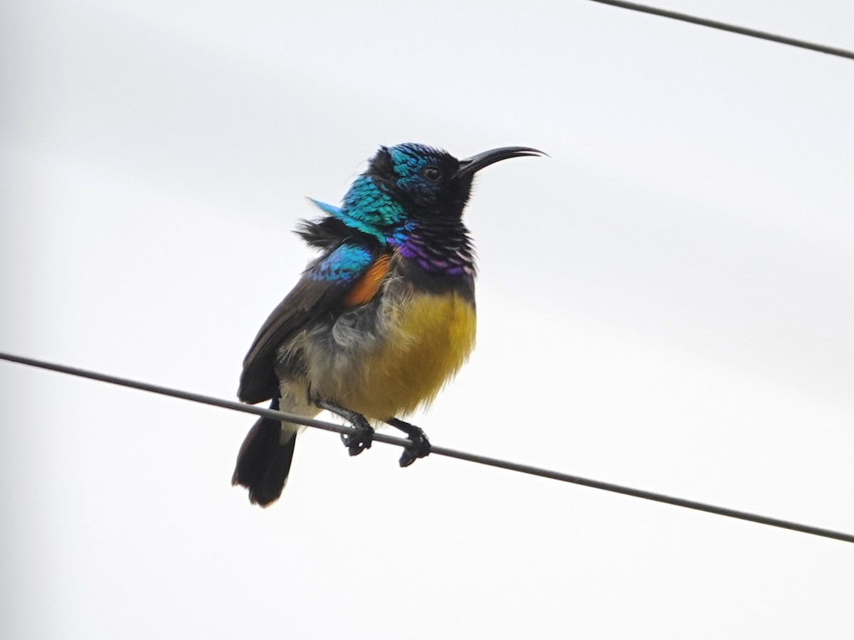 Variable Sunbird - ML623891898