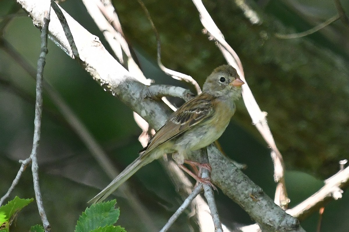 Field Sparrow - ML623891900