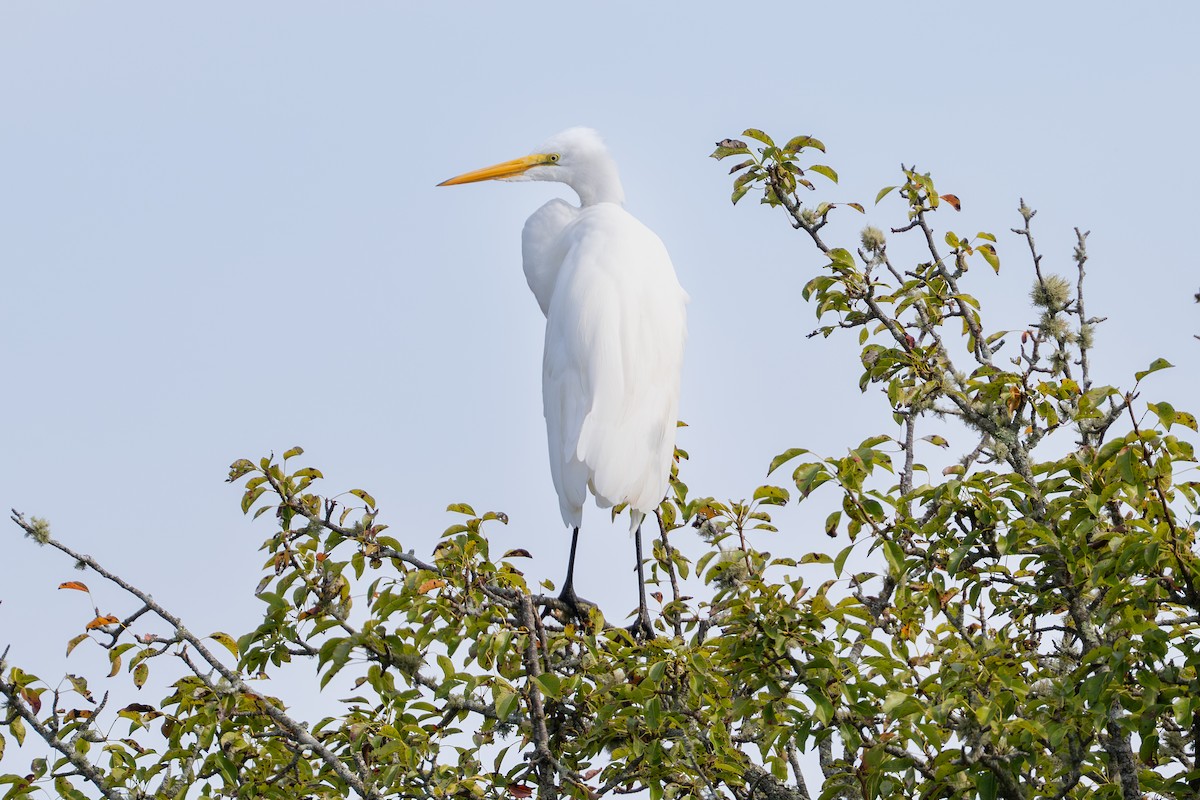 Grande Aigrette - ML623891901