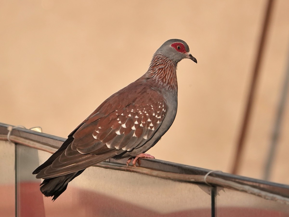 Speckled Pigeon - ML623891903