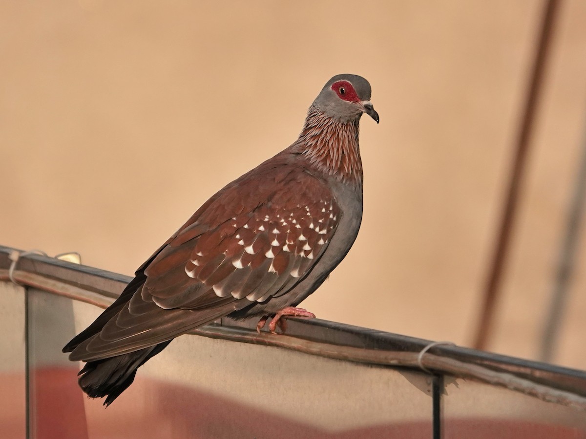 Speckled Pigeon - ML623891904