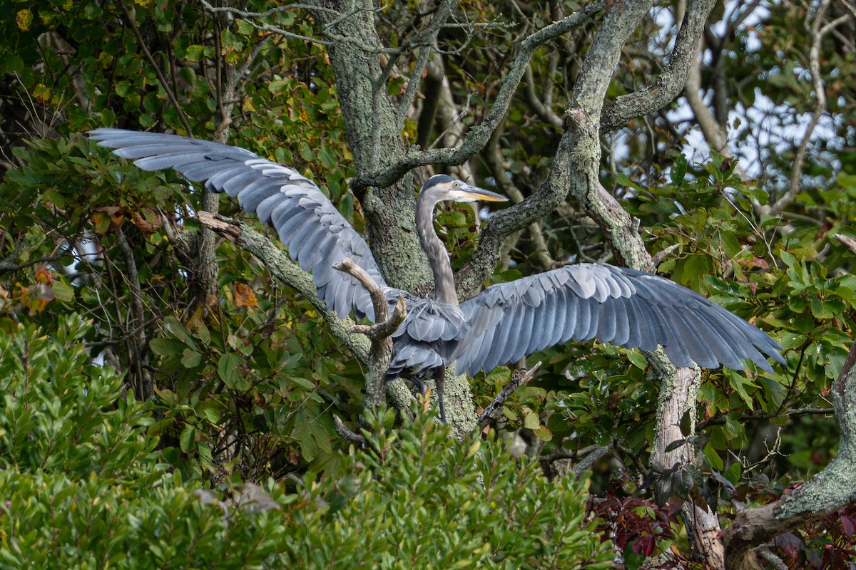 Great Blue Heron - Shori Velles