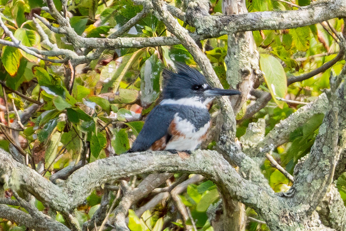 Belted Kingfisher - ML623891924