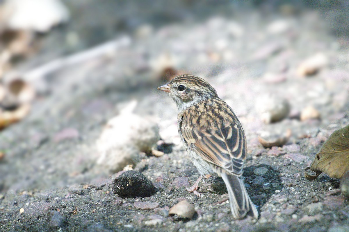 Chipping Sparrow - ML623891942