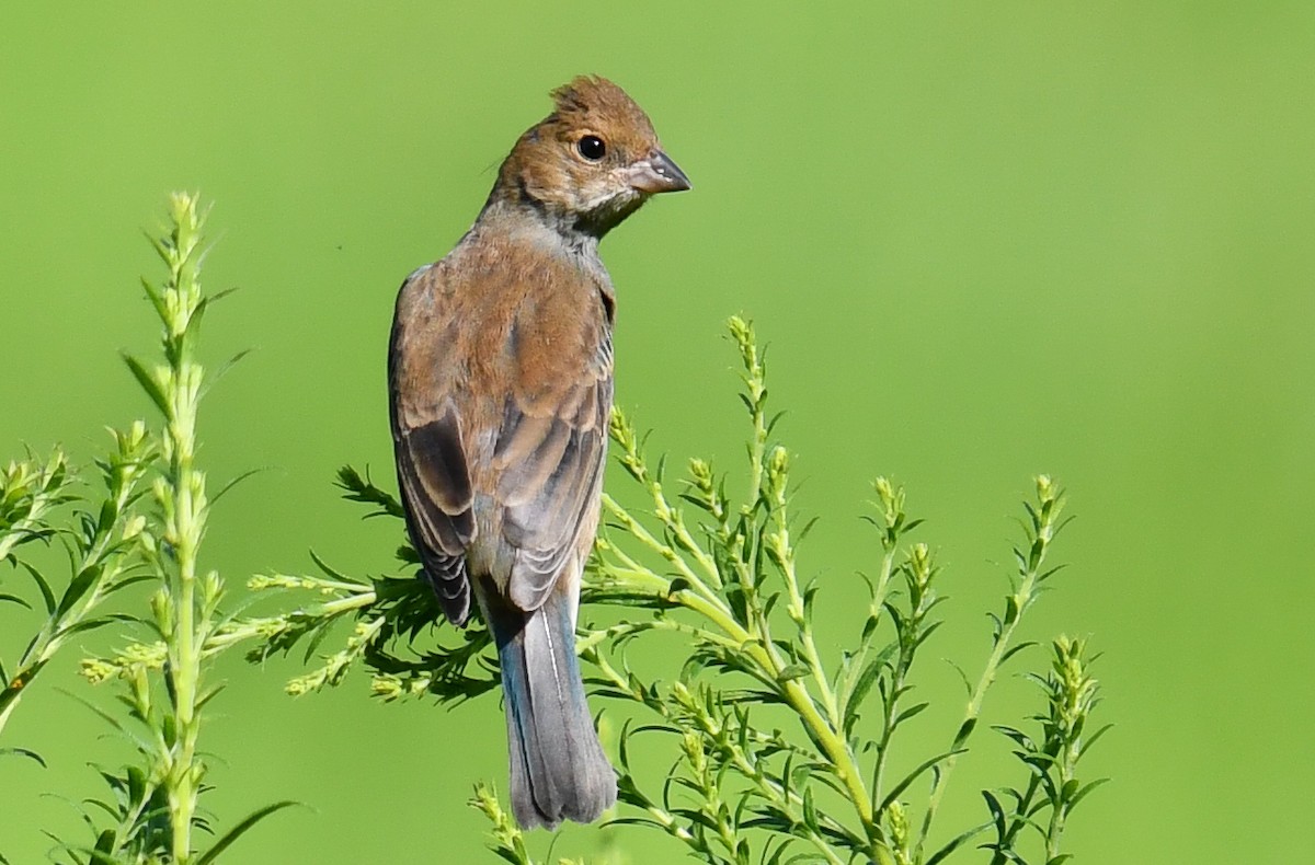 Indigo Bunting - Elaine Thomas