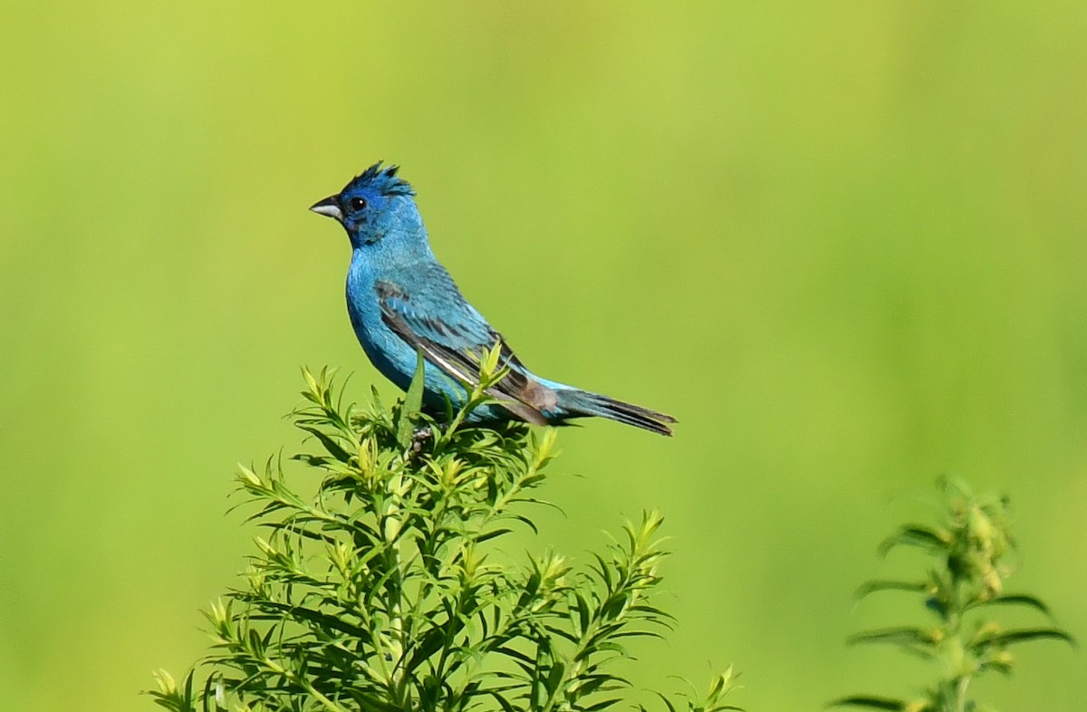 Passerin indigo - ML623891946