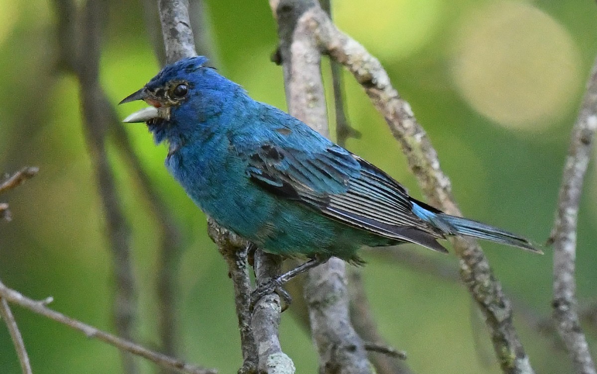 Indigo Bunting - ML623891947