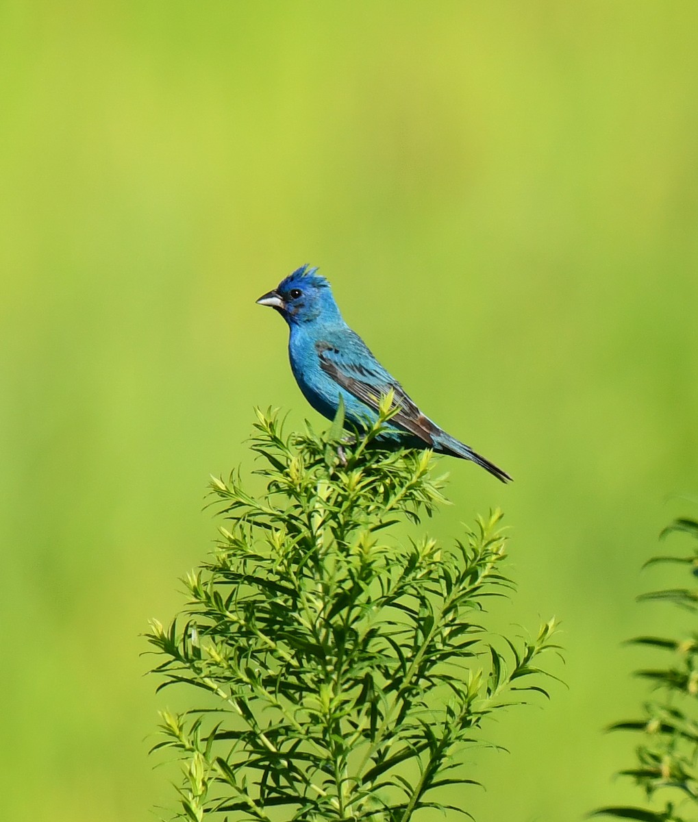 Indigo Bunting - Elaine Thomas