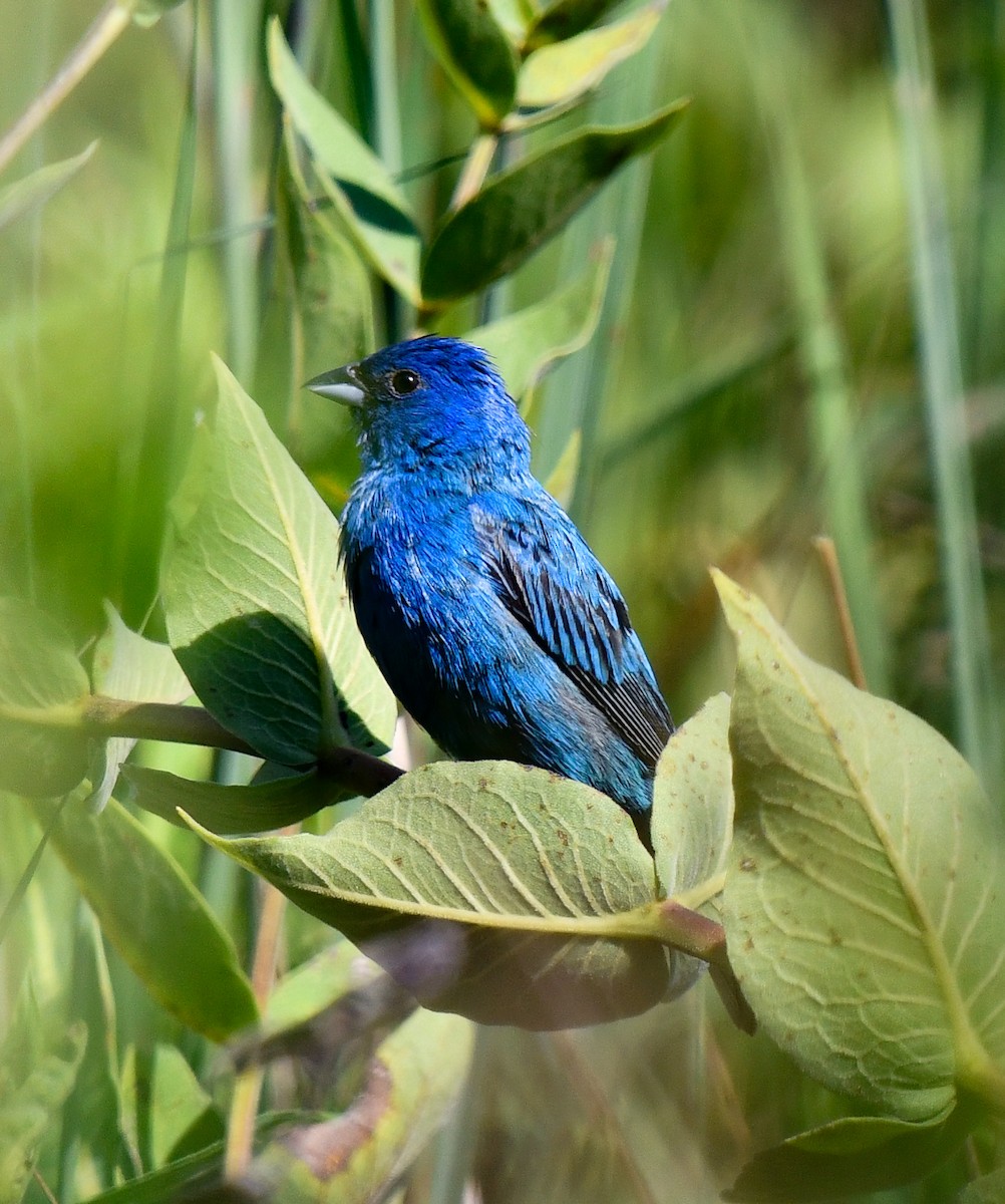 Indigo Bunting - ML623891950