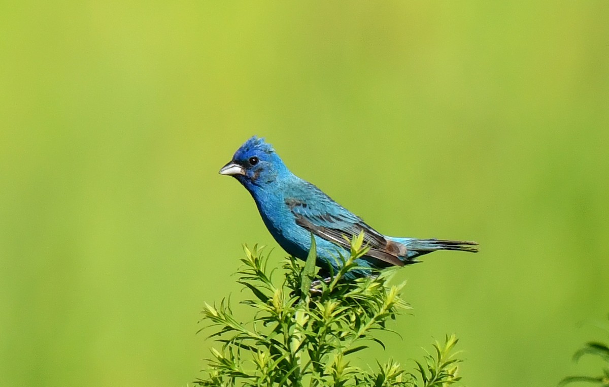 Passerin indigo - ML623891951