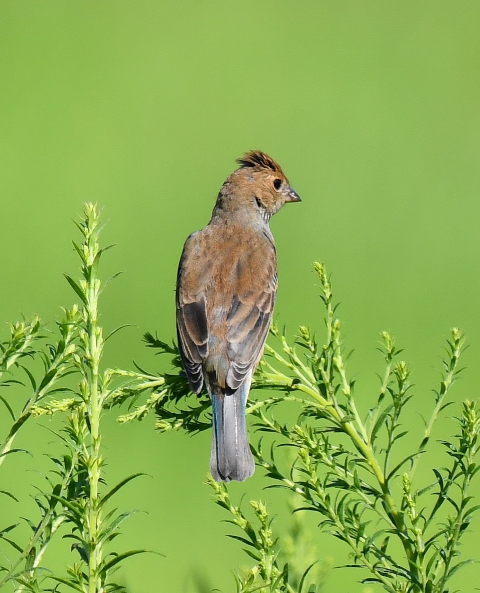 Passerin indigo - ML623891952