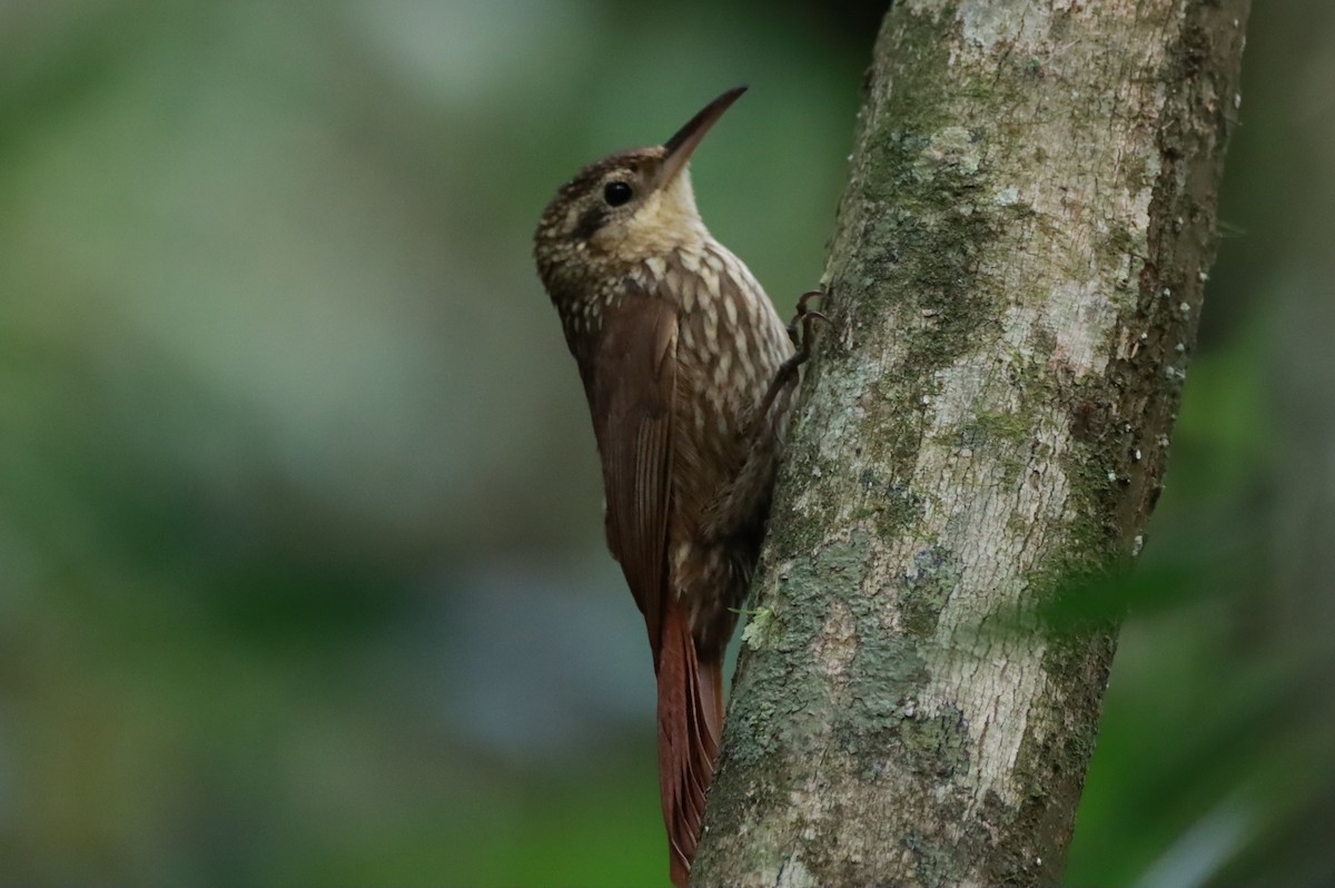 Lesser Woodcreeper - ML623891958