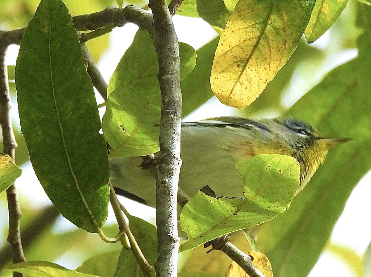 Northern Parula - ML623891962