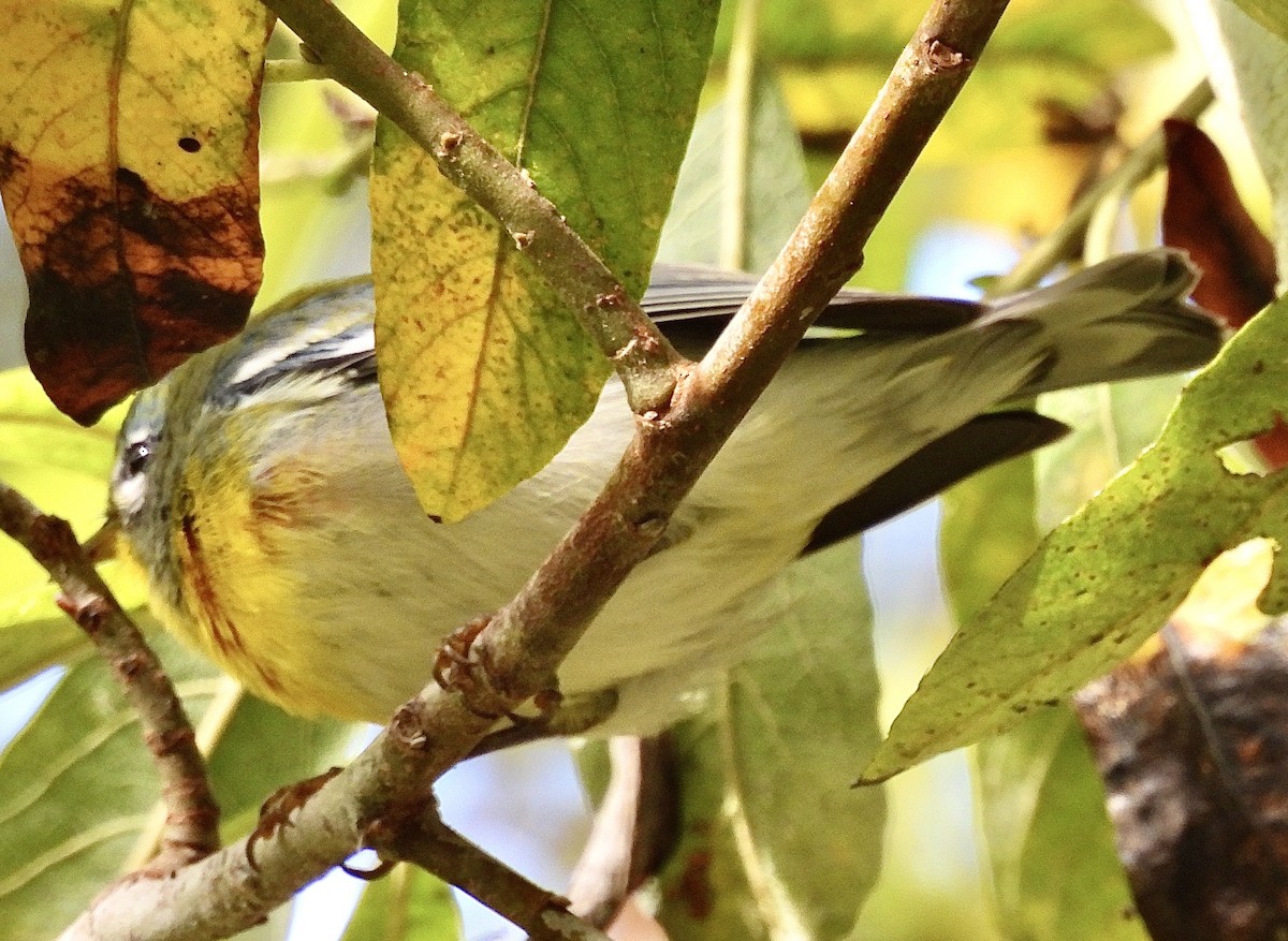 Northern Parula - ML623891967