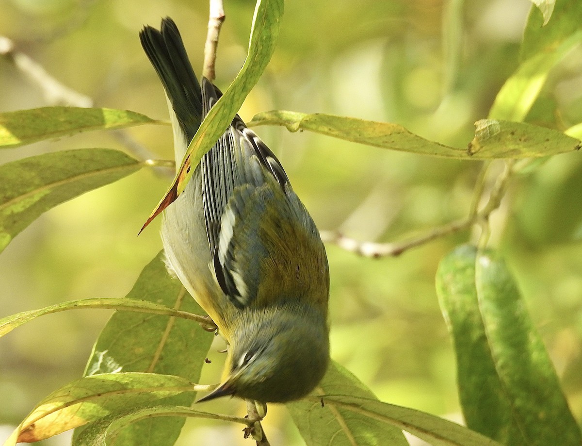 Northern Parula - ML623891968