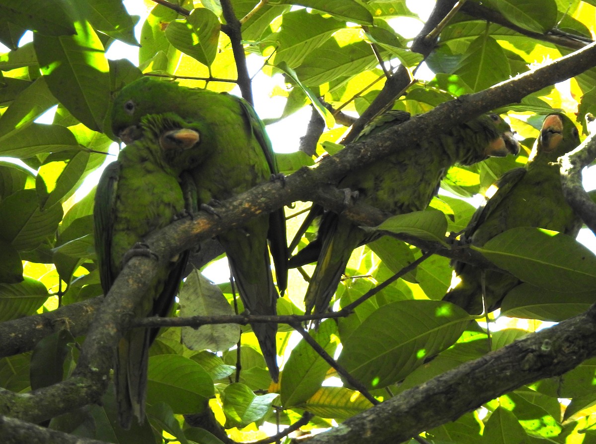 Pacific Parakeet - ML623891974