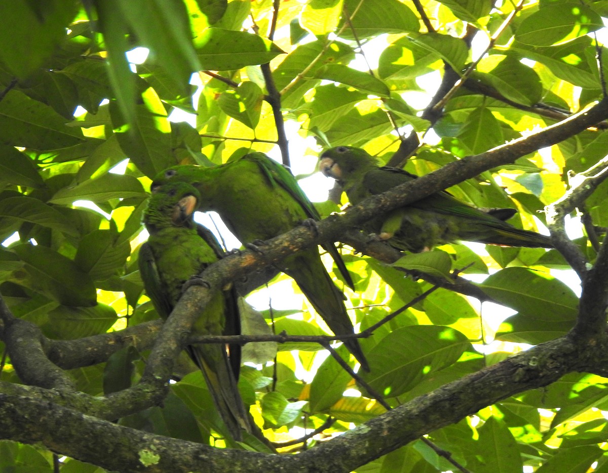 Pacific Parakeet - ML623891983