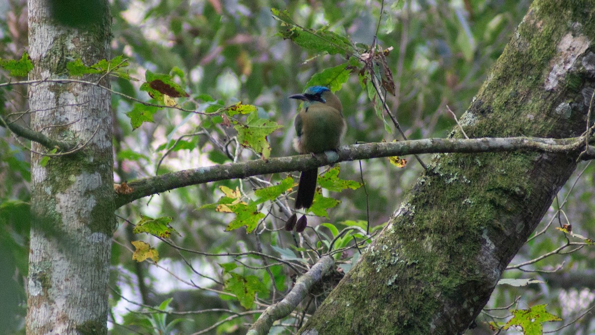 Blue-capped Motmot - ML623892002