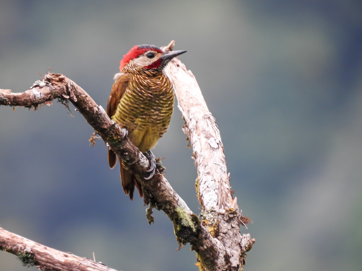 Golden-olive Woodpecker - ML623892004