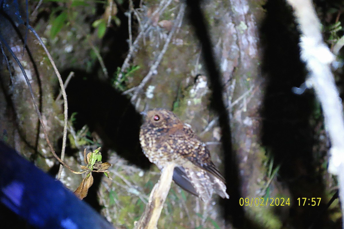 Swallow-tailed Nightjar - ML623892015