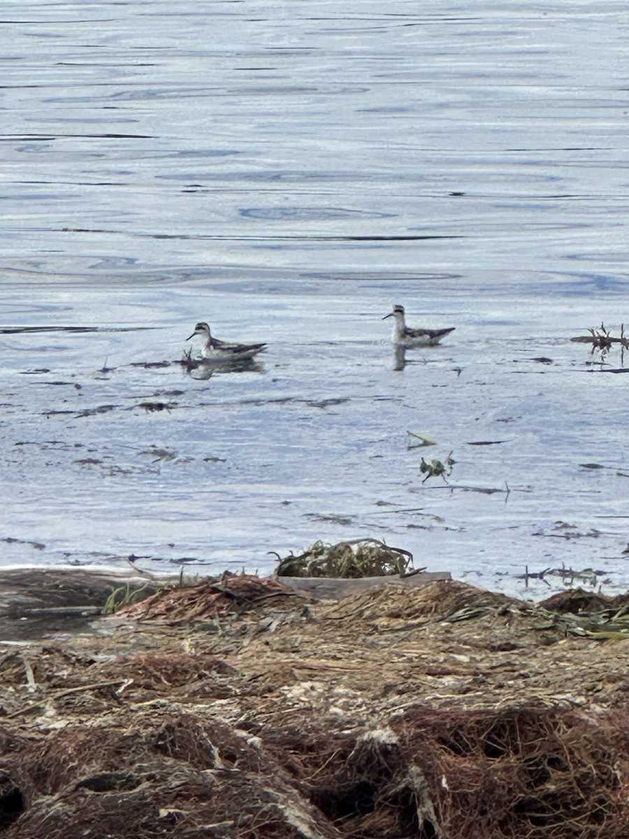 Phalarope à bec étroit - ML623892022