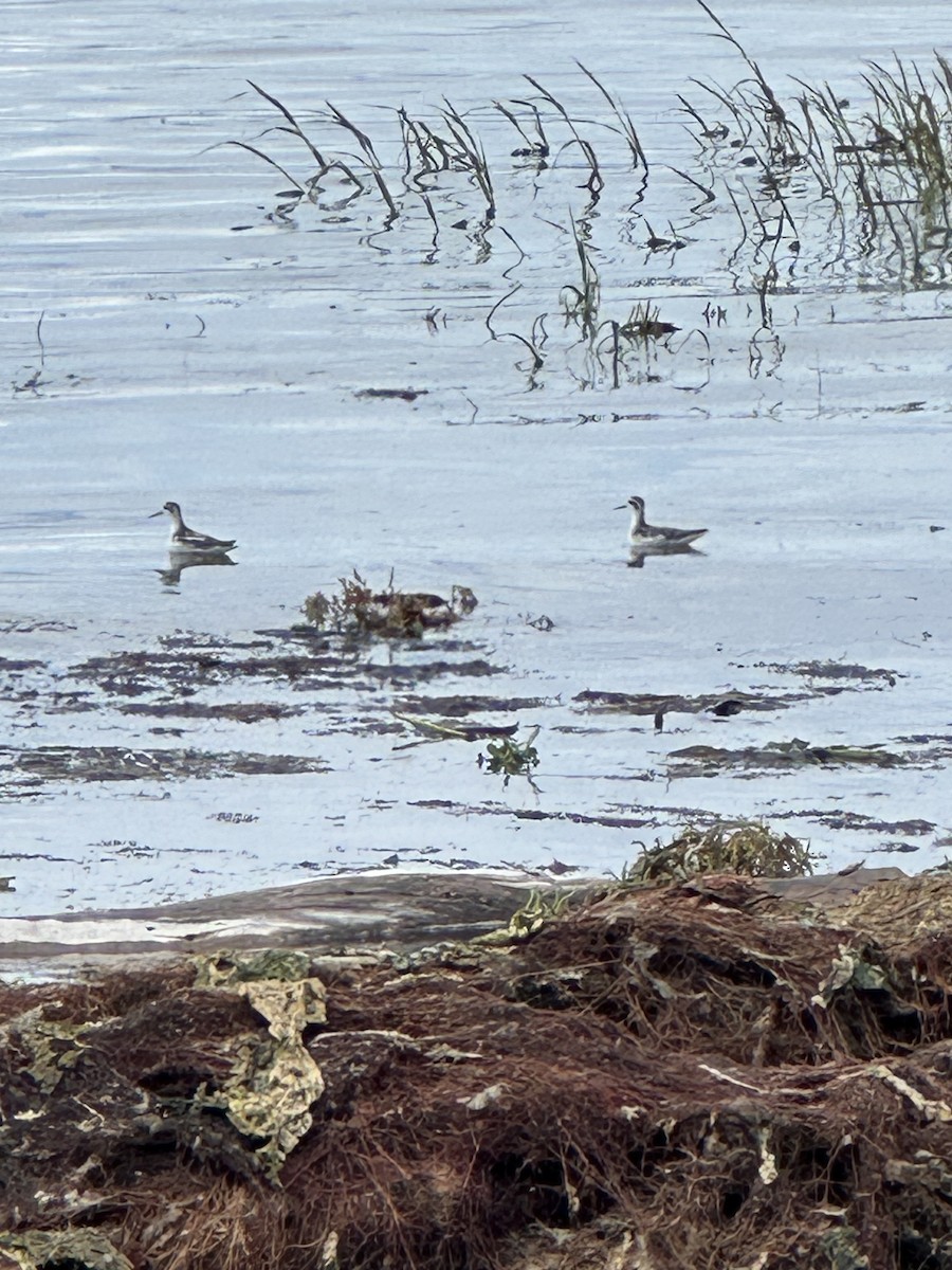 Phalarope à bec étroit - ML623892023