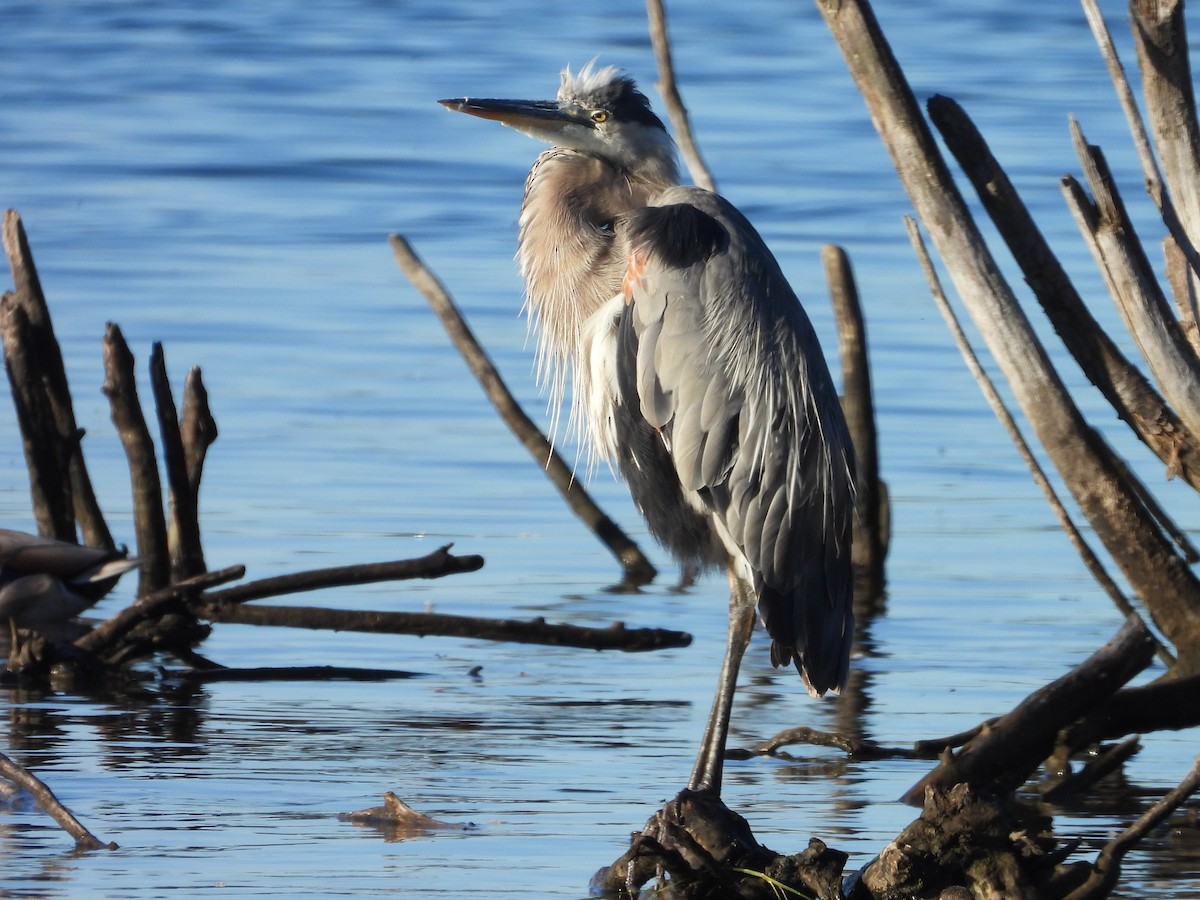 Great Blue Heron - ML623892046