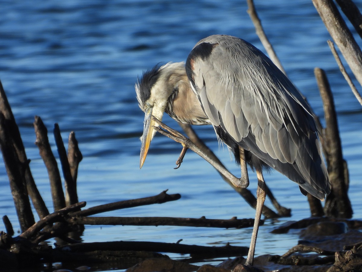 Great Blue Heron - ML623892049