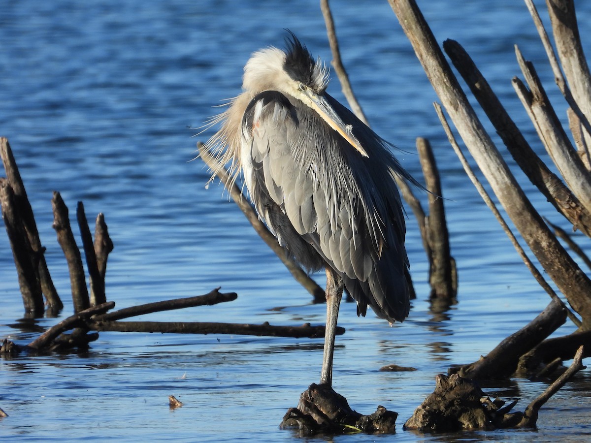 Great Blue Heron - ML623892052