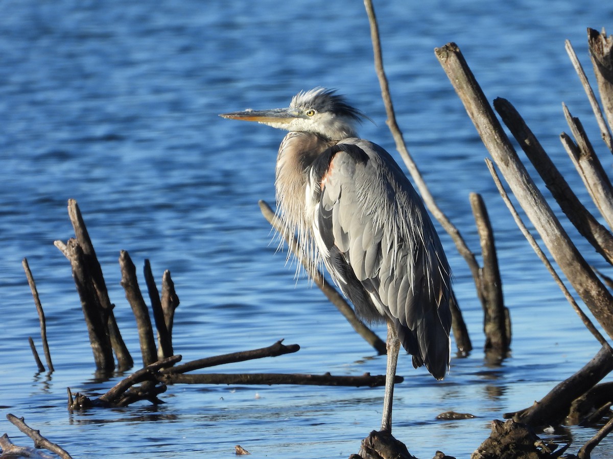 Great Blue Heron - ML623892053