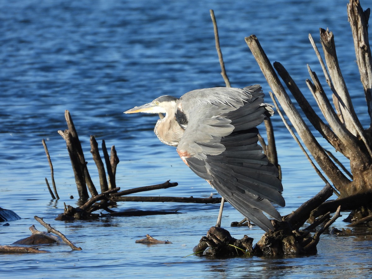 Great Blue Heron - ML623892054