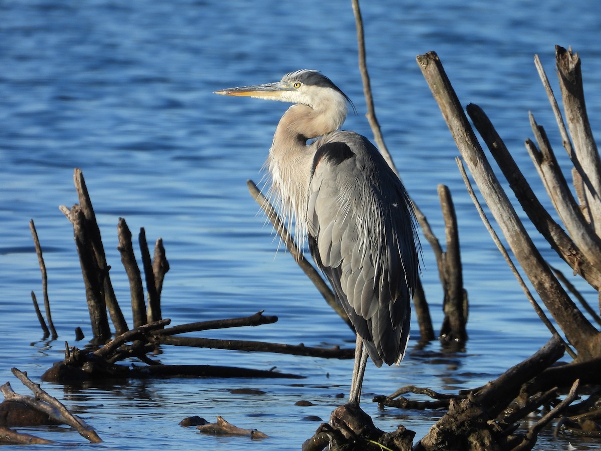 Great Blue Heron - ML623892055